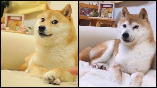狗头,这可能是人类历史上最有价值的表情包