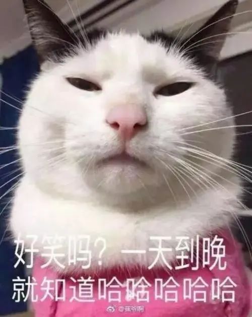 猫咪咕噜就是很喜欢你别傻了好吗