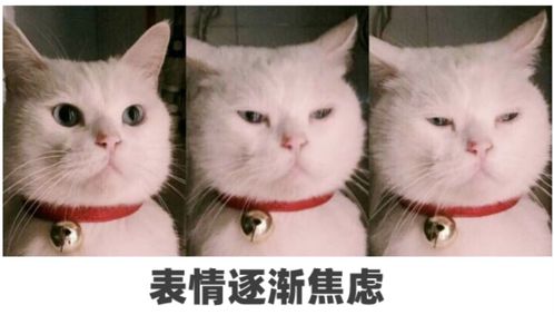 宝宝语言发育迟缓平衡能力差,很可能是这里出现了问题