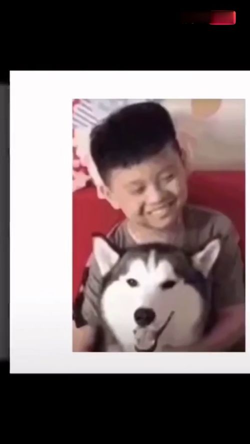二哈搞笑表情包暑假作业