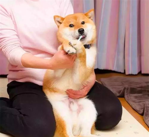 柴犬靠刷牙被众人熟知,每一个片段都是表情包