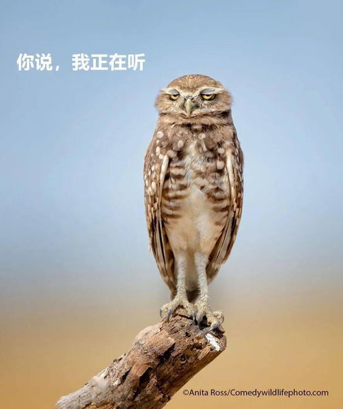 2021不正经动物摄影大赛回归,引全网爆笑哈哈哈比我都像人