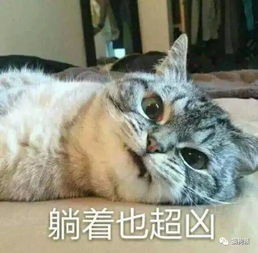 猫咪的凶也是凶萌凶萌的,逗逗的