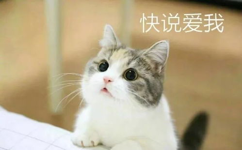 壁纸头像超可爱搞笑猫咪表情包