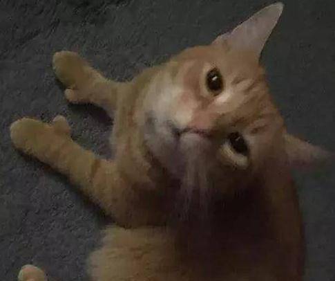 网友家的猫咪竟然长了一个大拇指能点赞朋友圈吗