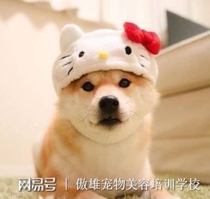 柴犬尾巴下垂代表了什么