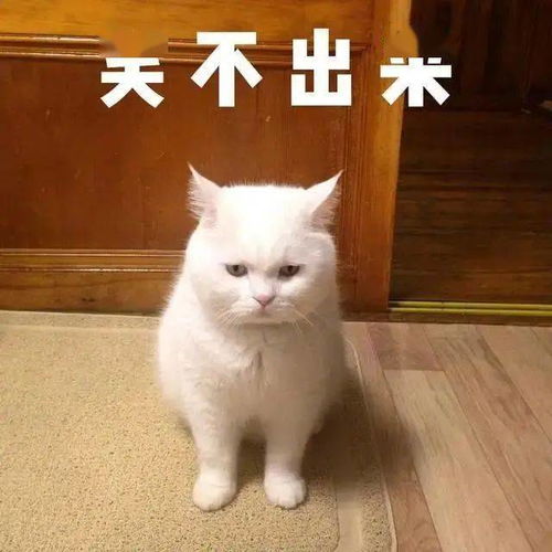 搞笑猫猫表情包