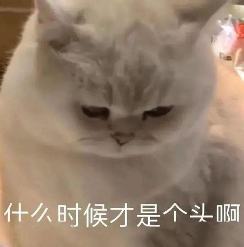 搞笑聊天表情包i你在教我做事啊
