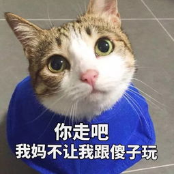 如何看待罗永浩说苹果早就不是最好的手机了