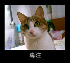猫猫狗狗的搞笑表情,太可爱了拉