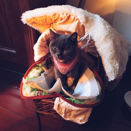 喵小姐爱吃鱼的相册一只叫做小狗的小猫