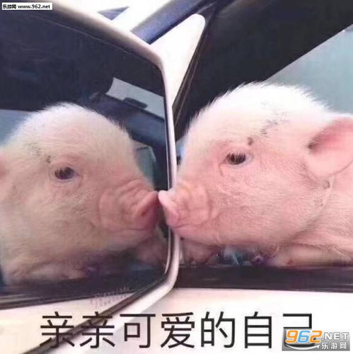 嫌弃我了懂了表情包亲亲可爱的自己猪图片表情包下载乐游网游戏下载