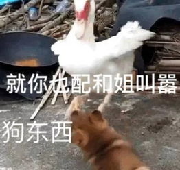 表情包丨挂了,晚安喔