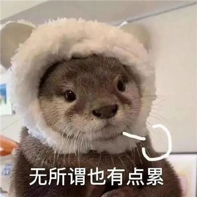 很热门的很适用的表情包