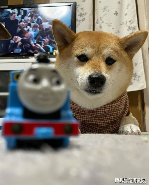 又一个柴犬表情包戏精汪星人堪比狗界影后