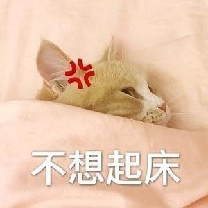 你找了很久的表情包在这里