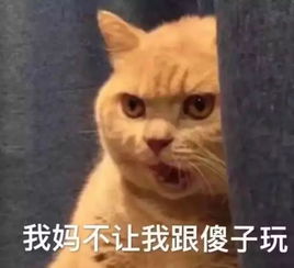 你为什么只能云养猫,自己心里没点x数吗