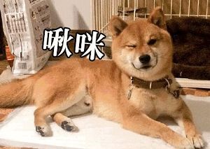 无锡人,这些景区春节期间半价免费属狗还有专属福利
