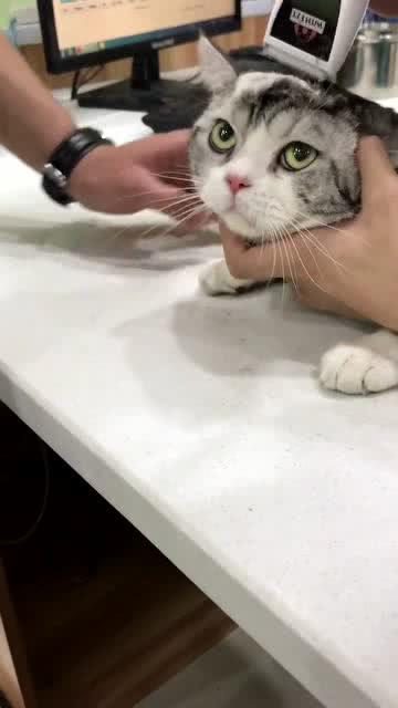 猫咪你不晓得老子开了天眼吗猫咪表情太搞笑了,好无奈啊