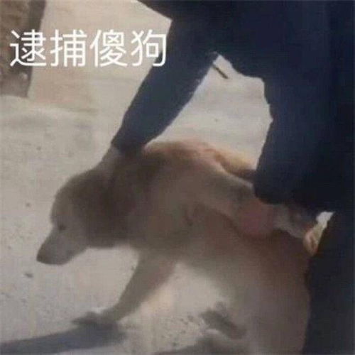 十分搞笑的沙雕文案