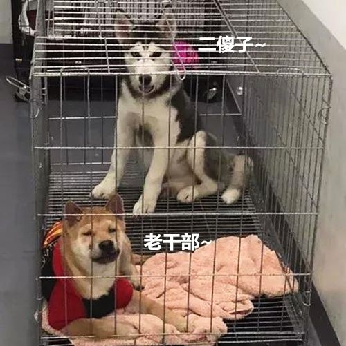 主人新带回一只二哈,柴犬全程保持微笑,最后眼一个神说明了一切
