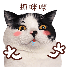 微信动态表情包猫咪