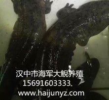 黄页88高清图片