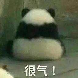 大熊猫被脱裤子照网络爆红熊猫我不要面子啊