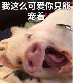 又一波小猪猪表情包