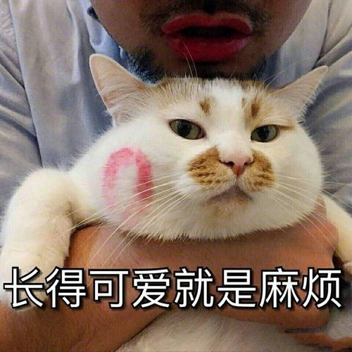 皮到没边的搞怪文案超可爱哦