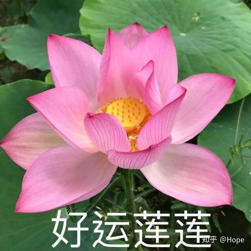 鲜花头像妈妈