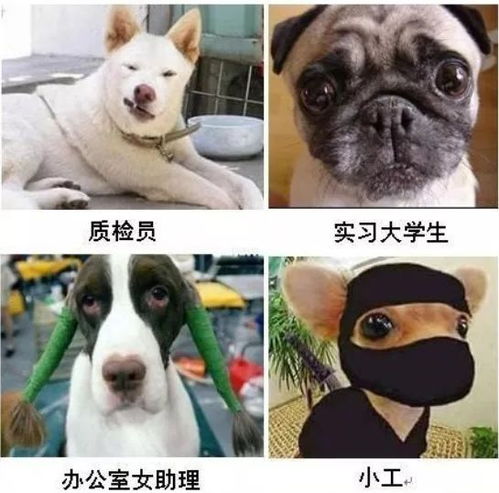工程人表情包,形来看看哪个更形象