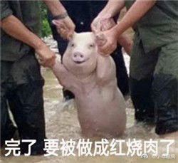 猪猪内心世界搞笑表情包带字从台风中抢救出来的猪