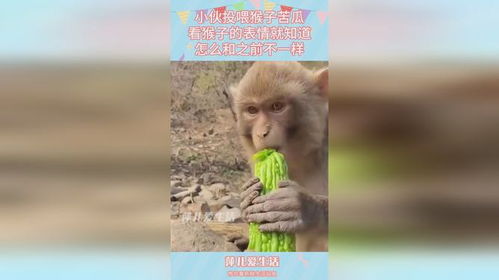小伙投喂猴子苦瓜,看猴子的表情就知道,怎么和之前不一样