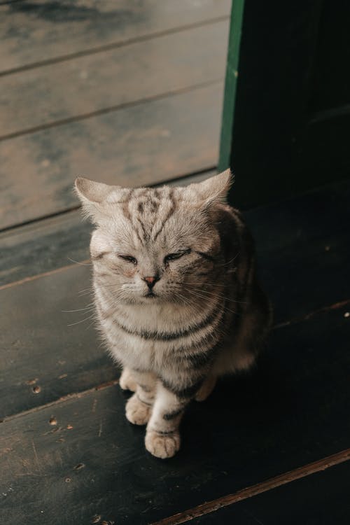 养猫必读猫咪面部表情大揭秘,让你更了解猫主子