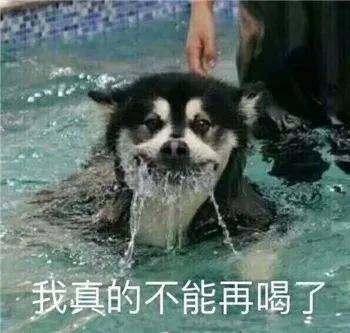 狗狗搞笑表情包来了不打算让自己可爱点吗教你转成微信表情包