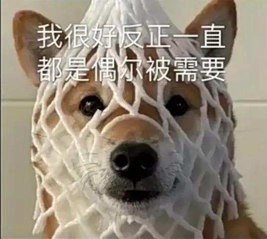 舔狗出没请回避