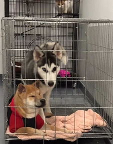 主人把柴犬跟二哈关在一起,以为它们会打闹,没想到.....