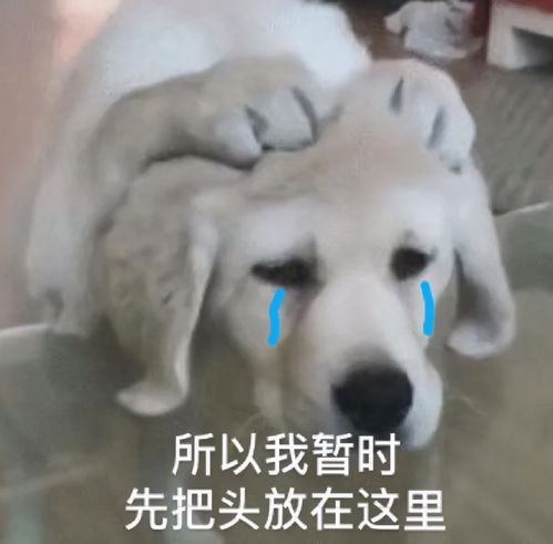 又萌又魔性的动物表情包即将来袭,你准备好接收了吗