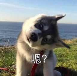 可爱小动物表情包,泡妞专用