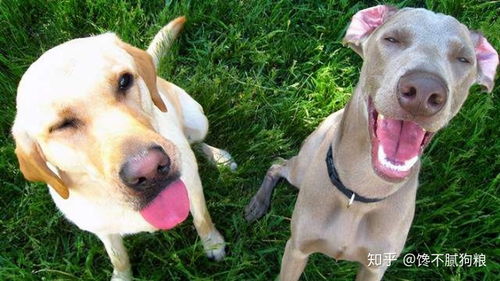 狗狗有这6个特征,说明它很狡猾,像个人一样