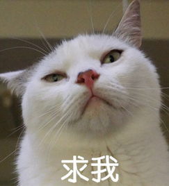 求这只猫咪的表情包,急急急