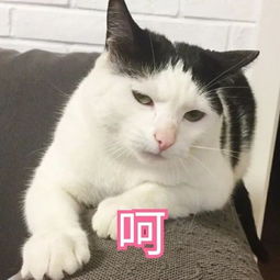 壁纸头像超可爱搞笑猫咪表情包