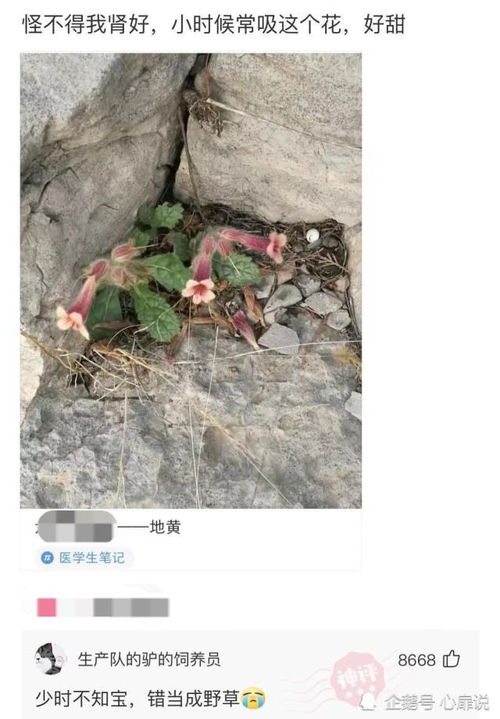 沙雕段子地球上最成功的动物是人类,那么最成功的植物是什么网友植物人