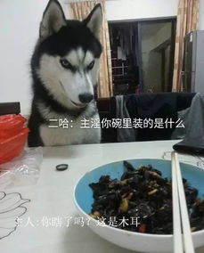 主人调戏哈士奇,家中电器遭殃