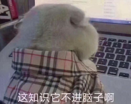 15周的幼儿园,加3周的高三,这是谁的大学生活