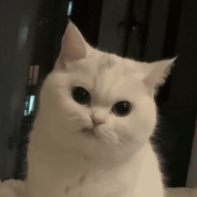 表情包图片大全熊猫搞笑表情包动态0707期