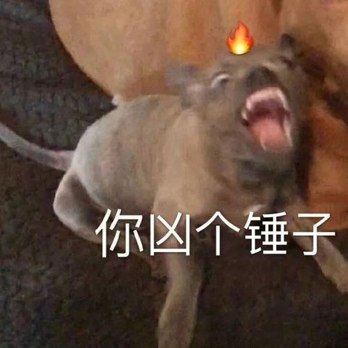表情包可爱丨留给我的时间不多了