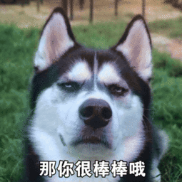 搞笑图片20181225哈士奇表情包