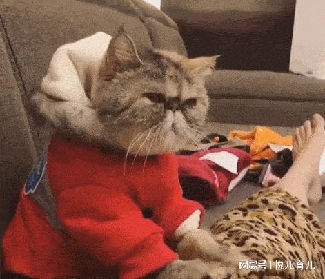 猫咪离世前,会完成这些任务,看完让人泪目